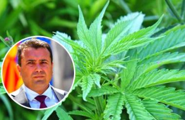 СДС во паника по најновата заплена на 27 тони канабис во Македонија: Спинуваат со „ланскиот снег“ и марихуаната фатена во Србија